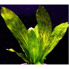 Эхинодорус Оцелот зеленый (пластиковый горшок)