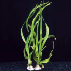 Кринум таиландский (одиночное растение)