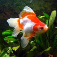 Золотая рыбка Риукин красно-белый (3 - 4 см)