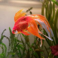 Золотая рыбка вуалехвост красный (3 - 4 см)