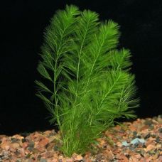 Мириофиллум Скабратум Перестолистник, подводная форма (одиночное растение)