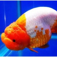Золотая  рыбка  -  Ранчу (5 - 6 см)
