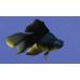 Золотая рыбка - телескоп черный (5-6см)