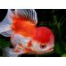 Золотая рыбка - Оранда красно-белая (3.8-4.8см)