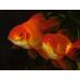Золотая рыбка - Оранда красная (2-3)