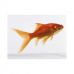 Золотая рыбка - Комета (М)