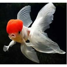 Золотая рыбка -Красная шапочка (1,5-2,5см)