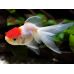 Золотая рыбка - Красная шапочка (5-6см)