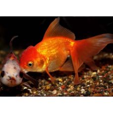 Золотая рыбка - Оранда красная (5-6см)
