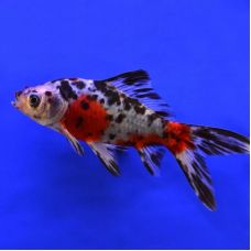 Золотая рыбка - Шубункин (6 - 7 см)(местного разведения)