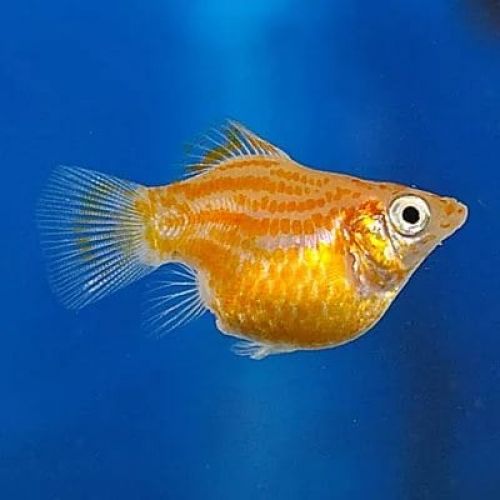 Телескоп – золотая рыбка