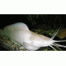 Клариас Ангольский мраморный (Альбинос) (5-6см)