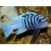 Цихлида Псевдотрофеус Зебра голубая (4 - 6 см)