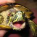 Черепаха красноухая (5 см)