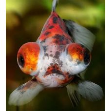 Золотая рыбка - Телескоп ситцевый (2 - 3 см)