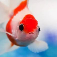 Золотая рыбка - Оранда красно-белая (2 - 3 см)