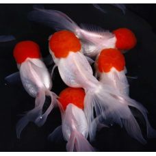 Золотая рыбка - Красная шапочка (5 - 6 см)
