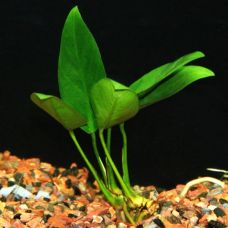 Анубиас Конгенсис (одиночное растение)