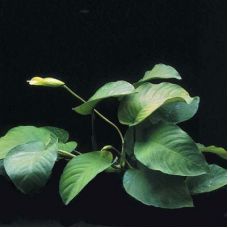Анубиас Бартери Широколистный (одиночное растение)