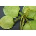 Лимнобиум Леавигатум (одиночное растение)