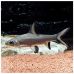 Барбус акулий Бала (3-4 см)