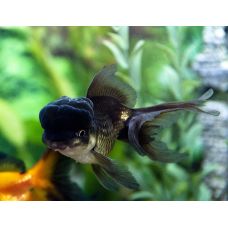 Золотая рыбка Оранда чёрная (5 - 6 см)