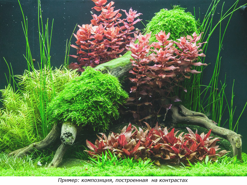 Из чего можно сделать газон в аквариуме